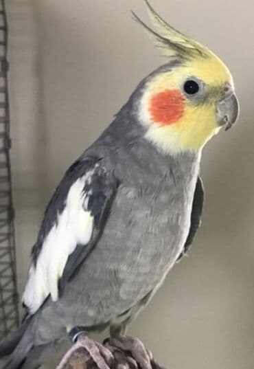 buğda toxumu satışı: 🦜 Salam! Hazır əl quşlarımız mövcuddur 🗣️ Danışan Sultan quşları 🐣 — 4