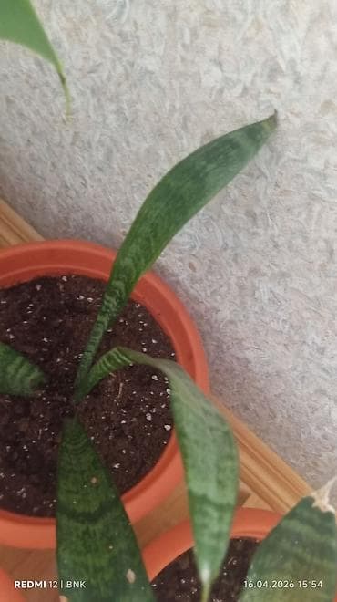 otaq bitkilərinin adları: 6 eded dicəkdə hazir vezyetde gul satilir catrlma daxil qiymet Ev — 5