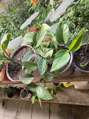 продажа комнатных растений: Her nov guler var endirimnen verecem Gencedi istiyen yazsin satiş — 6