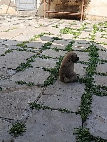 it pulsuz: 1 ay, Erkek, Peyvəndli — 4