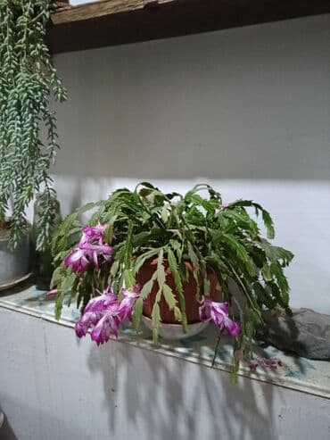 xarı bülbül şəkilləri: Məhsul: Dekabr gülü Tip: Daxili bəzək bitkisi, asma və ya rəf üçün — 3