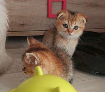 1 azn pişik: Şotland, Erkək, Dişi, Yaxşı əllərə, Ünvandan götürmə — 10