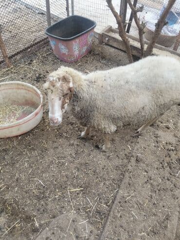 simmental inək cinsi: Dişi, il: 4, 60 kq, Ətlik, Ünvandan götürmə — 7