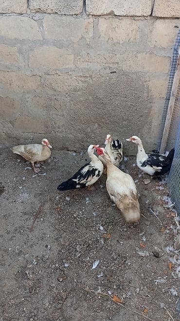 ördək balasi: Musk ördəkləri – mini sürü - Növ: Musk (hind) ördəyi - Say: 5 baş - — 2