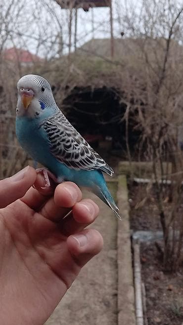 Tutuquşları: Salam. Tam ruçnoydu. Əl quşudur. İsteyen vpdan yazsın vidiosunu atım — 1