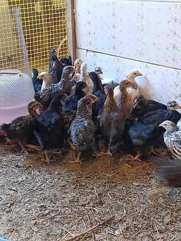 qara toyuq sortu: 38 günlük cücələrdir. Təbii buğda,qarğıdalı, soya ilə yemlənmişdir. 2 — 2