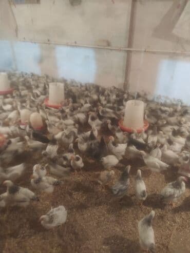 yumurtlayan toyuqlar: Toyuq cücələri, Ətlik — 2