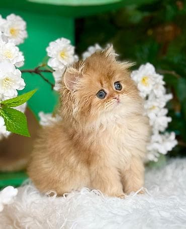 Şotland uzun tüklü