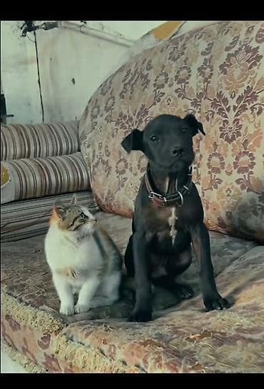 pitbul: Salam satılır tam sağlam amerikan pitbul terrier saf qan erkəy — 2