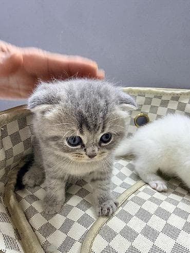 balıq golu: Sotlant. Şotlant pişik. Əmin əllərə — 3