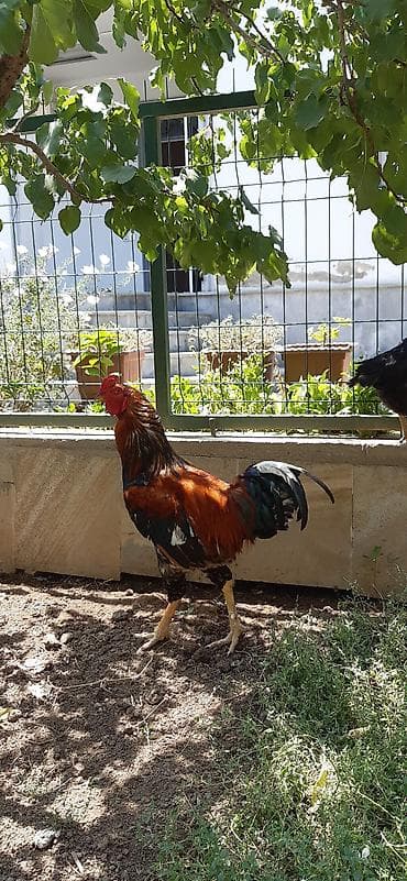 Xoruz, il: 1 lalafo.az -da Xoruz, il: 1