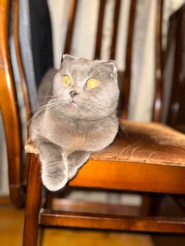 Gəmiricilər: Şotland yastı qulaq, Erkək, Yaxşı əllərə — 5