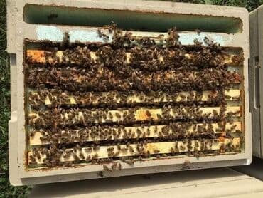 Arı ailəsi satılır Cins karnika Ərazi Salyan rayon Sifariş üçün zəng lalafo.az -da Arı ailəsi satılır Cins karnika Ərazi Salyan rayon Sifariş üçün zəng