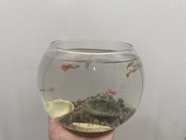 ikinci el akvaryum: Yumru akvarium, Balıqlarla birlikdə, 5 l, Ünvandan götürmə, Ödənişli çatdırılma — 1