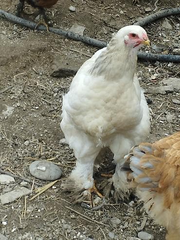 Toyuq, Brama, Damazlıq