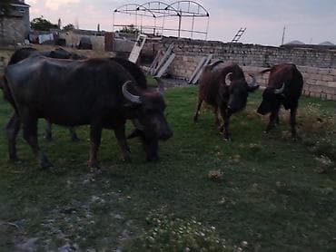 Məhsul: Camış sürüsü Təsvir: - Şəkillərdə göstərilən 5 baş camış. - — 8