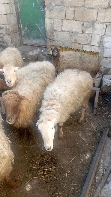 Бараны, овцы: Məhsul: Xırda buynuzlu heyvanlar – qoyun sürüsü Təsvir: - Şəkillərdə — 1