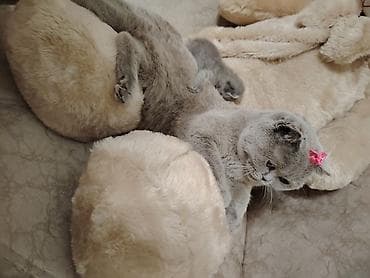 dovşan balaları: Şotland — 8