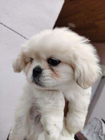 itləe: Pekines, 2 ay, Erkek, Ünvandan götürmə — 1