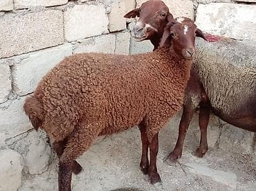 dos eti: Ana bala qoyun boğazdi 2 aylıq qala cinsidi öz də qrmzi qoçdan gəlib — 2