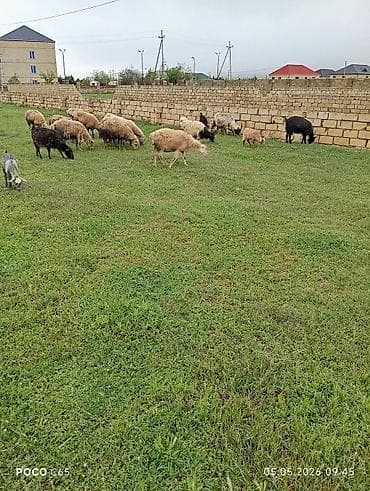inek satisi: QOBUSTAN RAYONUNDADİ.3kecidi balamı 8qoyun ətdiydi real alan olsa — 4