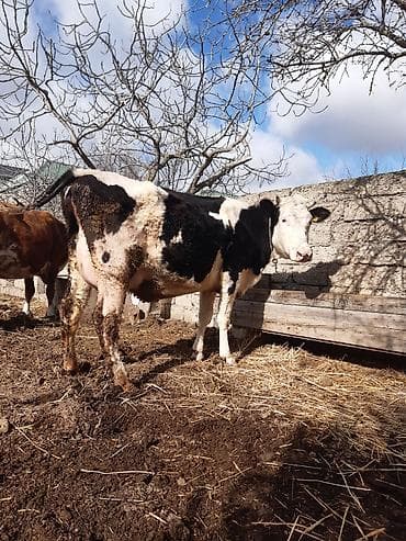 Birinci qarin ağ kirpik ivanovka super duyedi balasi disidi yaxsi