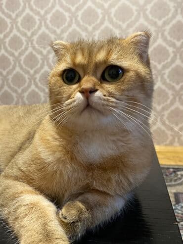 Qızıl şinşilla, Erkək, Cütləşmə üçün