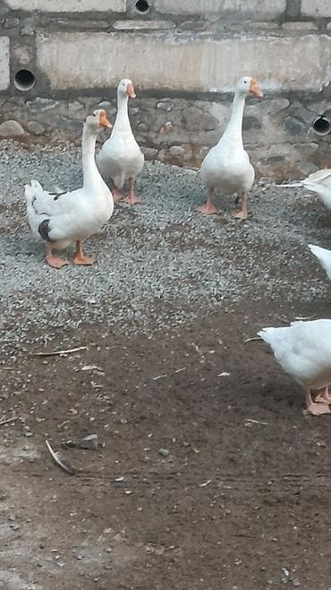 С/х животные и товары: Məhsul: Qazlar - Növ: Ağ və qarışıq rəngli (ağ lələklər, narıncı — 5