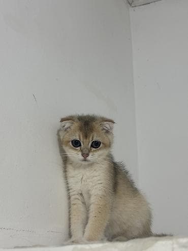 Кошки: Шотландская, Самец, В добрые руки, Самовывоз — 2