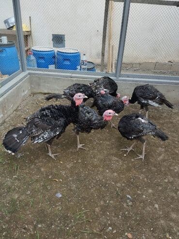 Erkək, Ətlik, Ünvandan götürmə