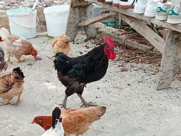 anqut quşu: Fəreler14 azn, 2 əded ana ündüşqa 1ədədi 40azn, Astilop xoruz 40m — 5