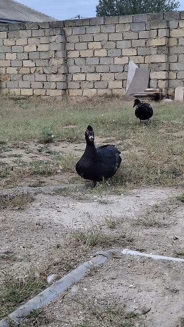 Erkək, | Macar, Damazlıq, Ünvandan götürmə — 3
