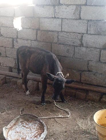 ev heyvanları satışı: Birinci dana əkəy di 33 gün olub qiymət 1000 manata balac dişi dana di — 3
