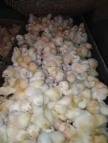 Ətlik, Ödənişli çatdırılma