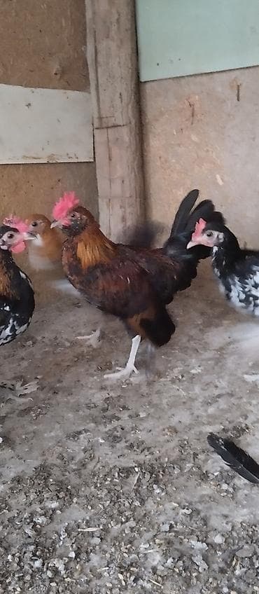 gəncə toyuq satan: Saqqallı yaponka beçə 3 aylıq. ünvan Neftçala Bakıya göndərə bilərəm — 4