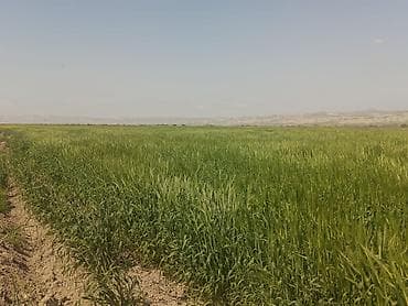 25000 sot, Kənd təsərrüfatı, Mülkiyyətçi, Kupça (Çıxarış)