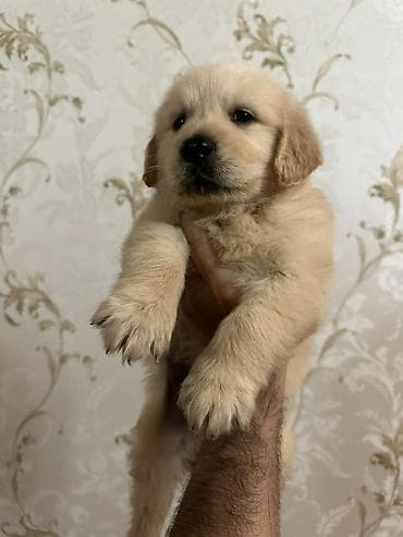 pudel satilir: Retriever, 2 ay — 2