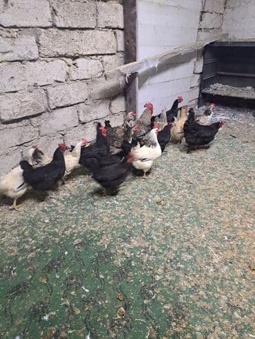 hazır yuva: Toyuq, Damazlıq — 10