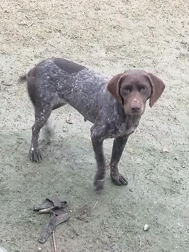 pulsuz heyvan: İtlər — 3