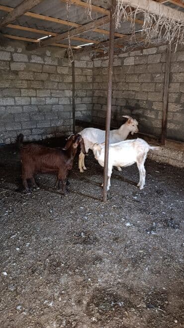 cins ineklerin qiymeti: Məhsul: Keçilər satılır boğaz keçilər sudlü heyvanlardı Qiymət: 400 — 4