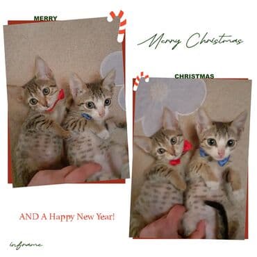 приют для кошек в баку: Самец, Самка, В добрые руки — 1