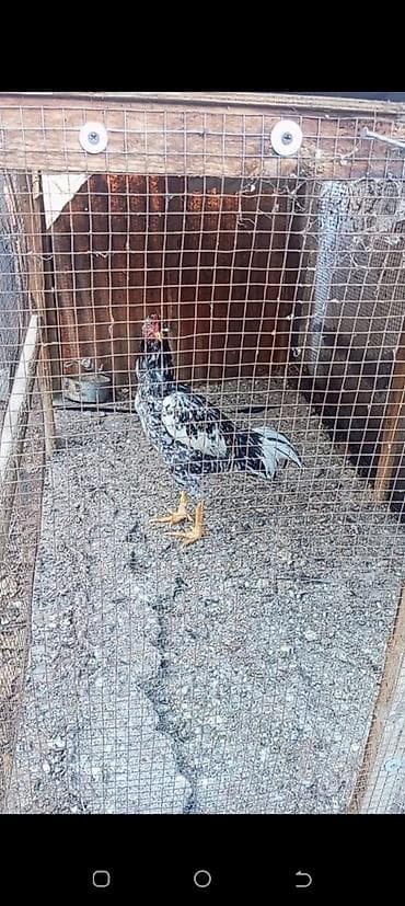 Cins xoruz – rəngarəng ləkəli (qara‑ağ fon, qırmızı və qızılı