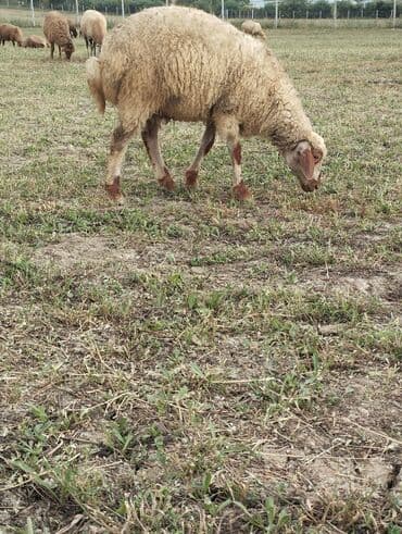 cins ineklerin satisi: Erkək toğlular satılır .razılaşma yolu var — 5