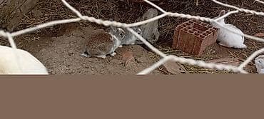 çöl dovşanı: Dovşan balaları – dekorativ və təsərrüfat üçün - Növ: dekorativ/ətlik — 3