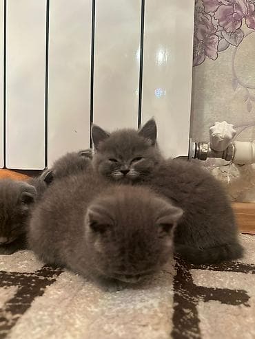 Akvariumlar: Britan yastı qulaq — 5