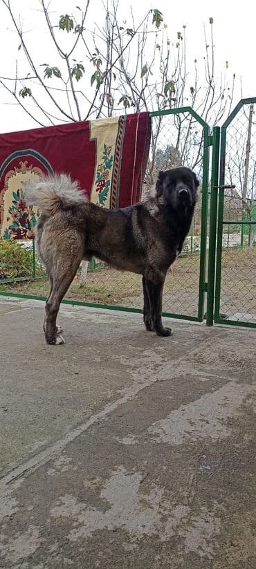 где можно купить собаку мальтипу: Кавказская овчарка, Самец — 1