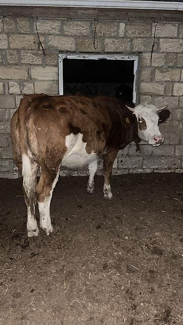 Atlar: Mal-qara satışı – erkək və dişi danalar Təsvir: - Təsərrüfatdan — 6