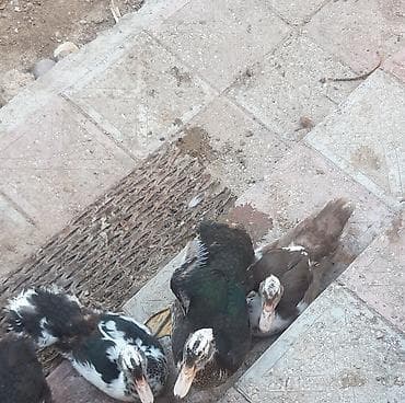 ev pişiy: Muskördek (indoutka) – müxtəlif rənglərdə fərdlər Məhsul təsviri: - — 4