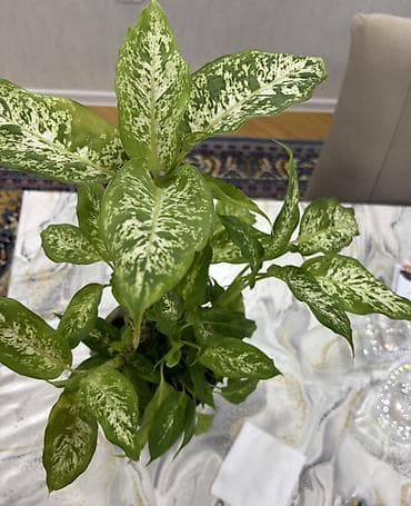 diffenbaxiya bitkisi haqqinda melumat: Dieffenbachia (ağ xallı tropik otaq bitkisi) - Növ: Dieffenbachia — 1