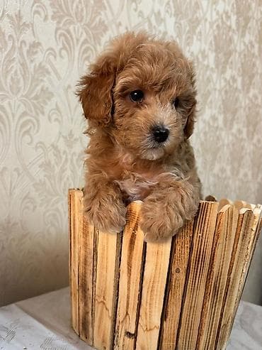 it qiz sekilleri: Pudel, 1 ay, Dişi — 2